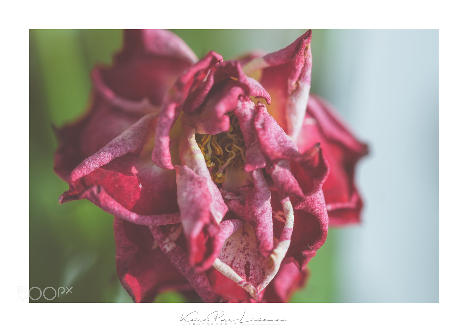 Sony SLT-A77 sample photo. Fading photography