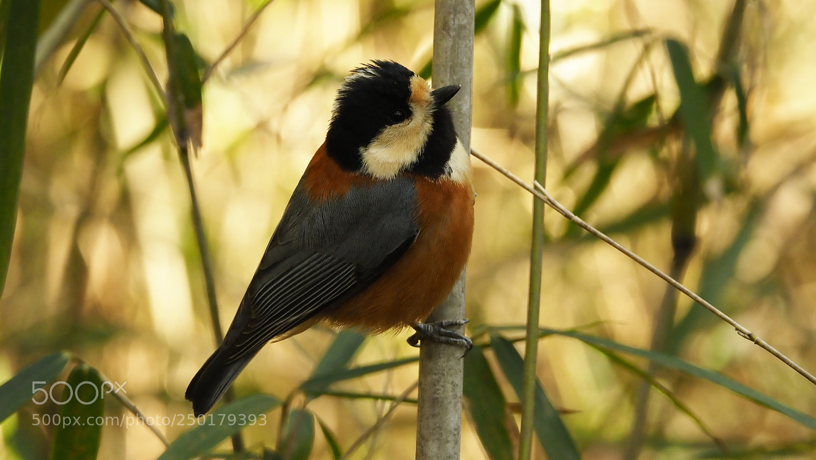 Olympus OM-D E-M1 Mark II sample photo. In the bush photography