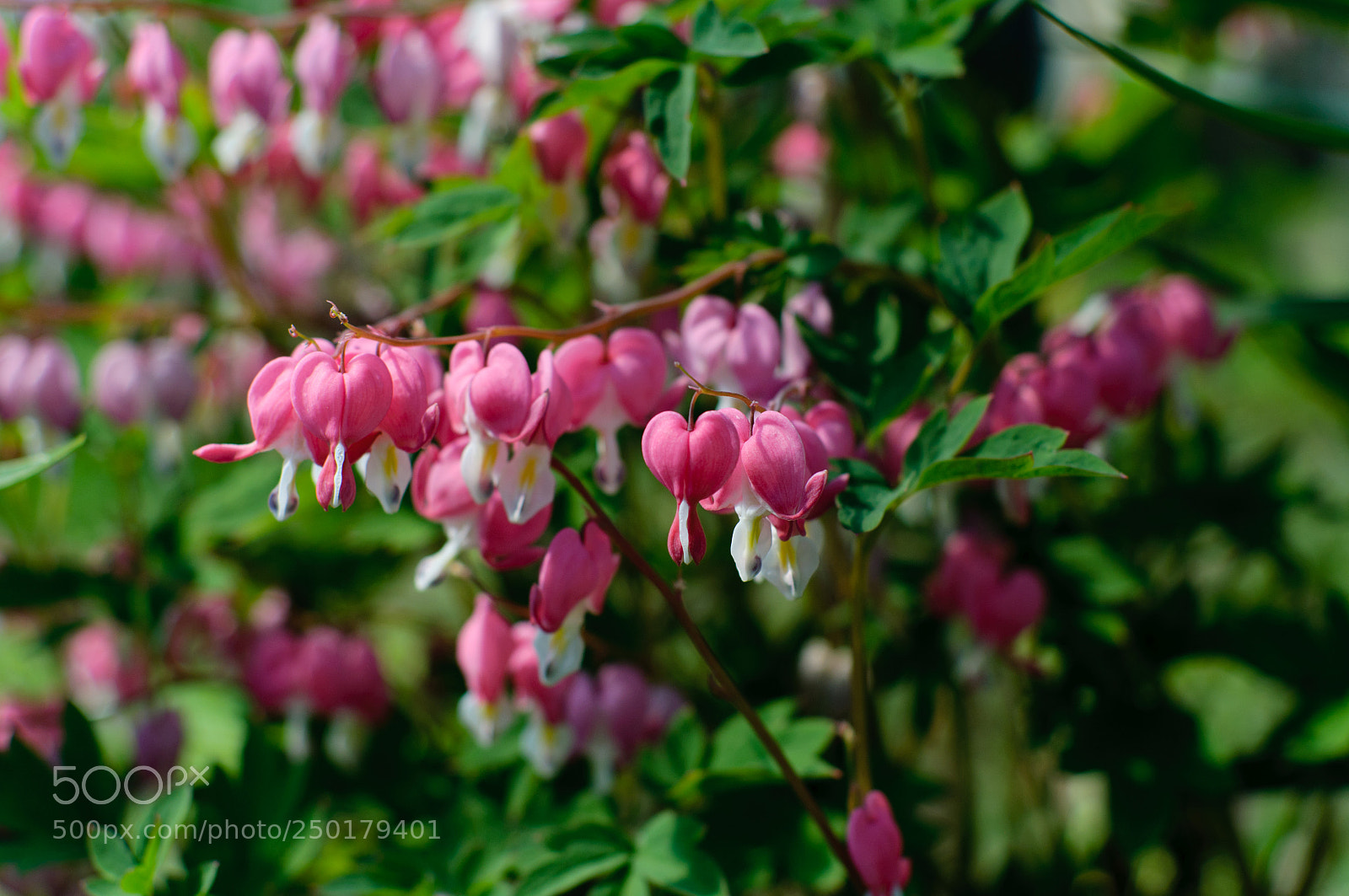Nikon D5000 sample photo. Broken hearts photography