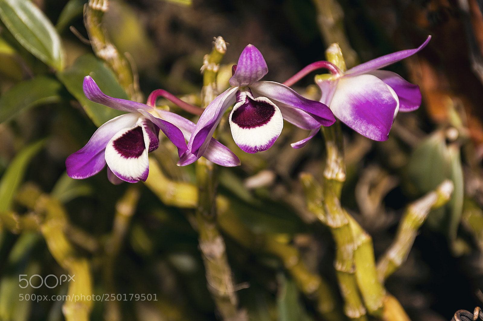 Nikon D3400 sample photo. Dendrobium photography