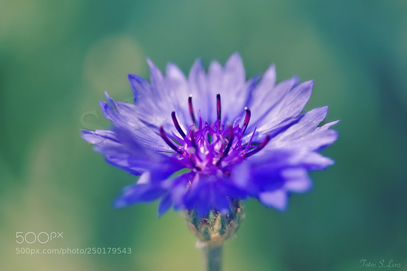 Canon EOS 650D (EOS Rebel T4i / EOS Kiss X6i) sample photo. Blue dream photography