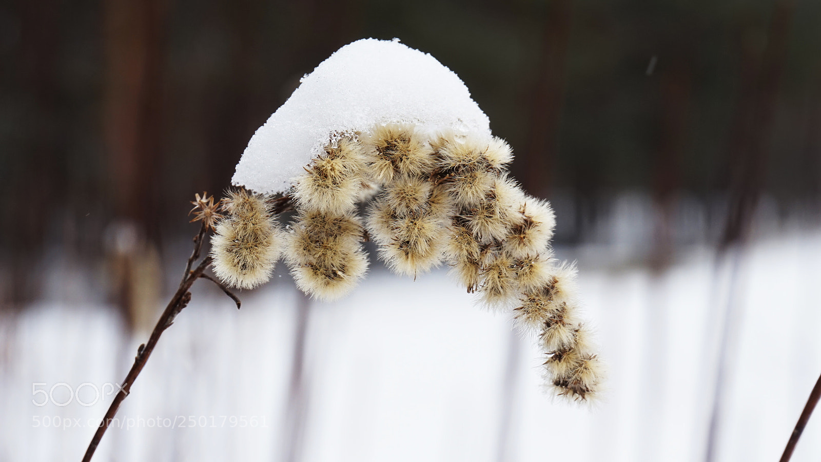 Sony Alpha a5000 (ILCE 5000) sample photo. Winter grass photography