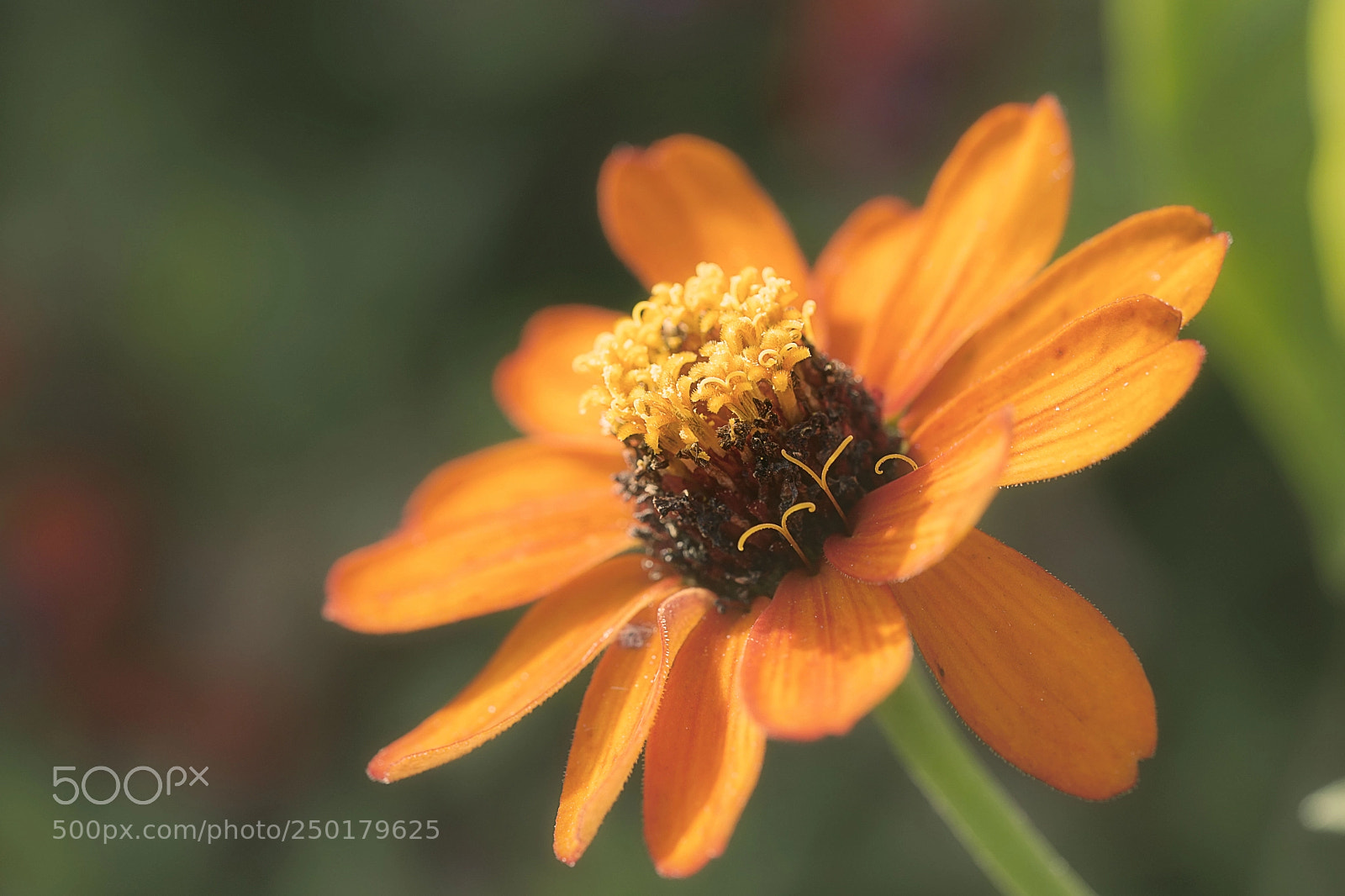 Sony a7 sample photo. Softness photography