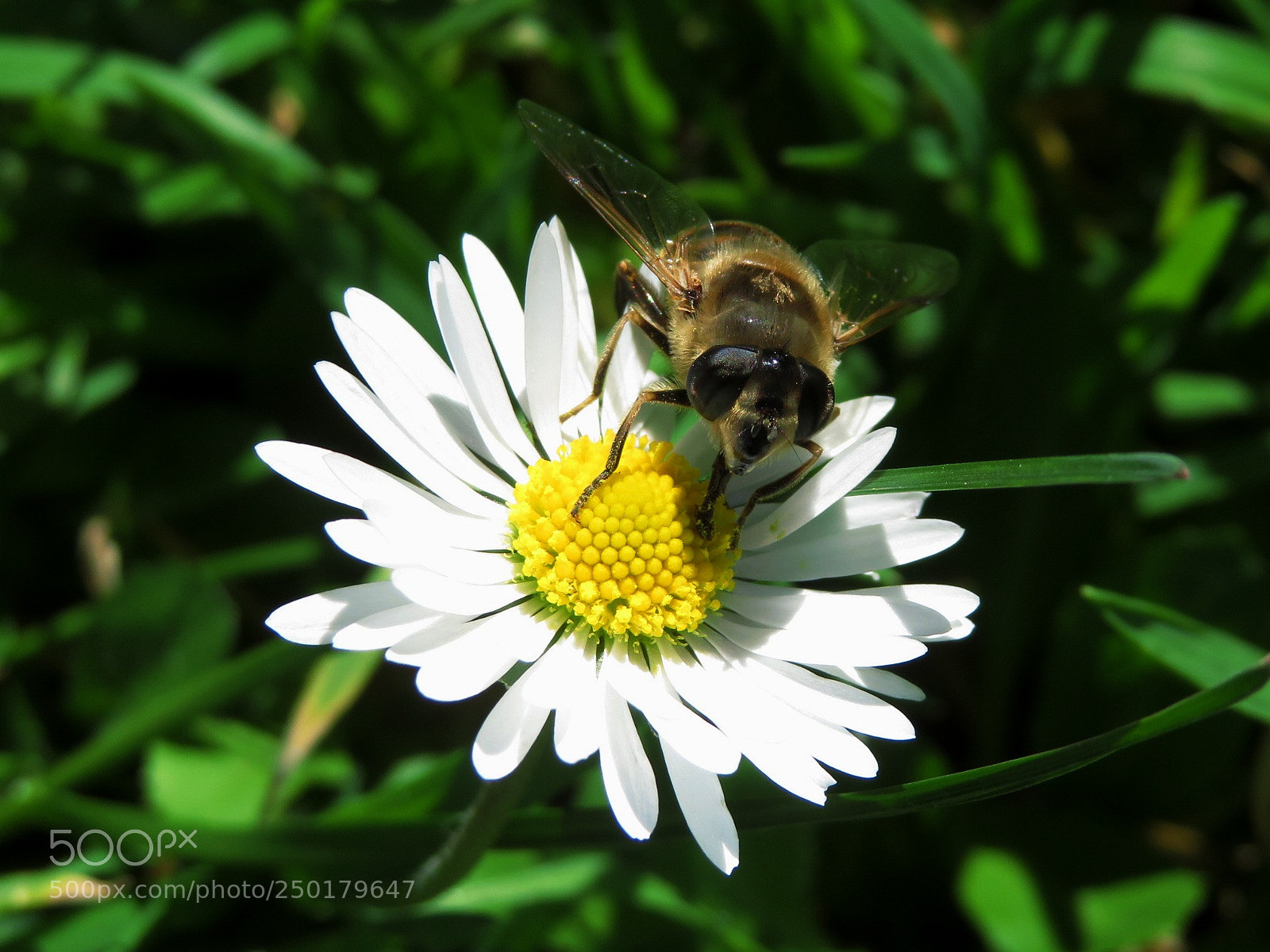 Canon PowerShot SX720 HS sample photo. Ape photography
