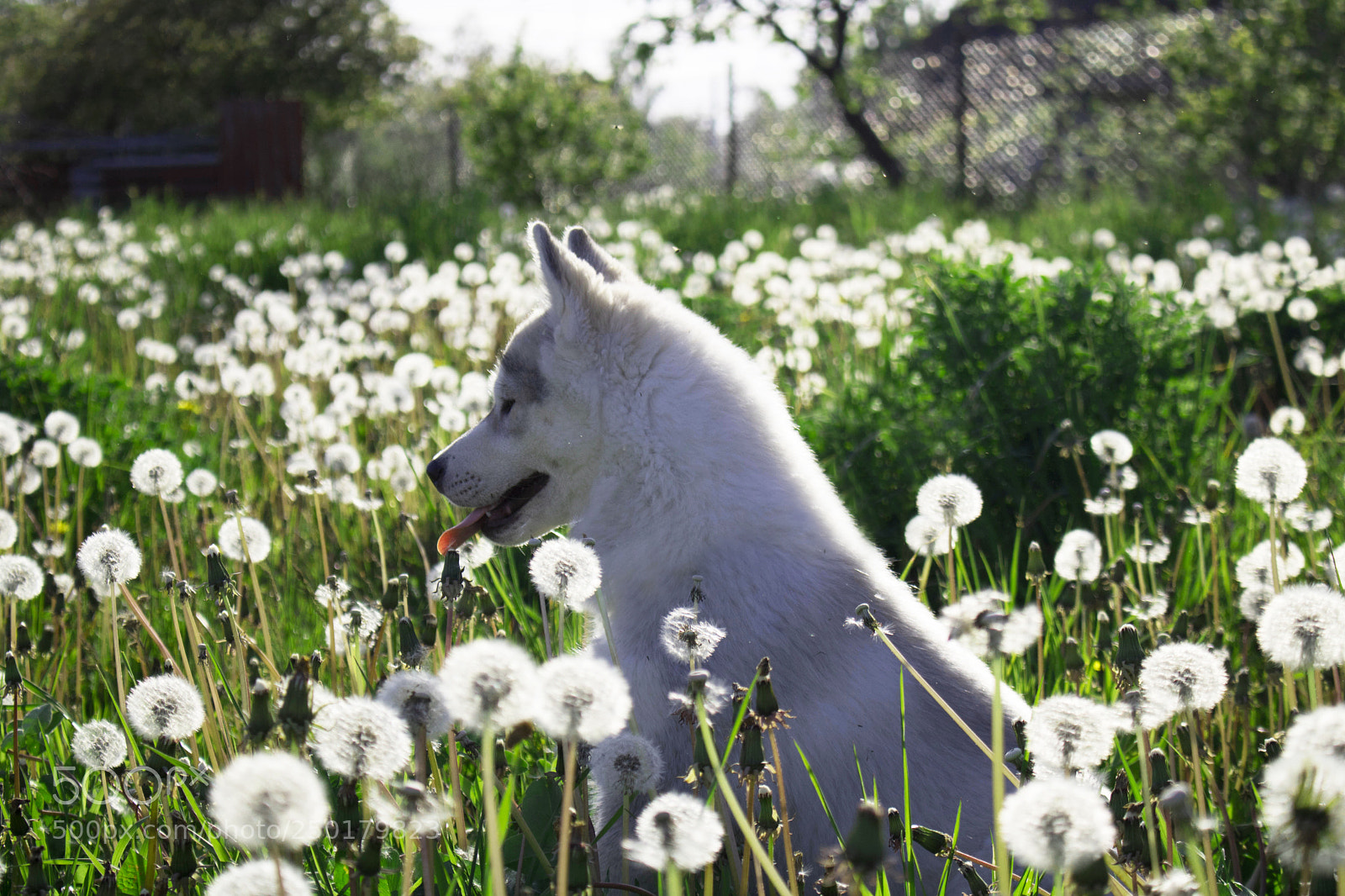 Canon EOS 760D (EOS Rebel T6s / EOS 8000D) sample photo. Puppy photography