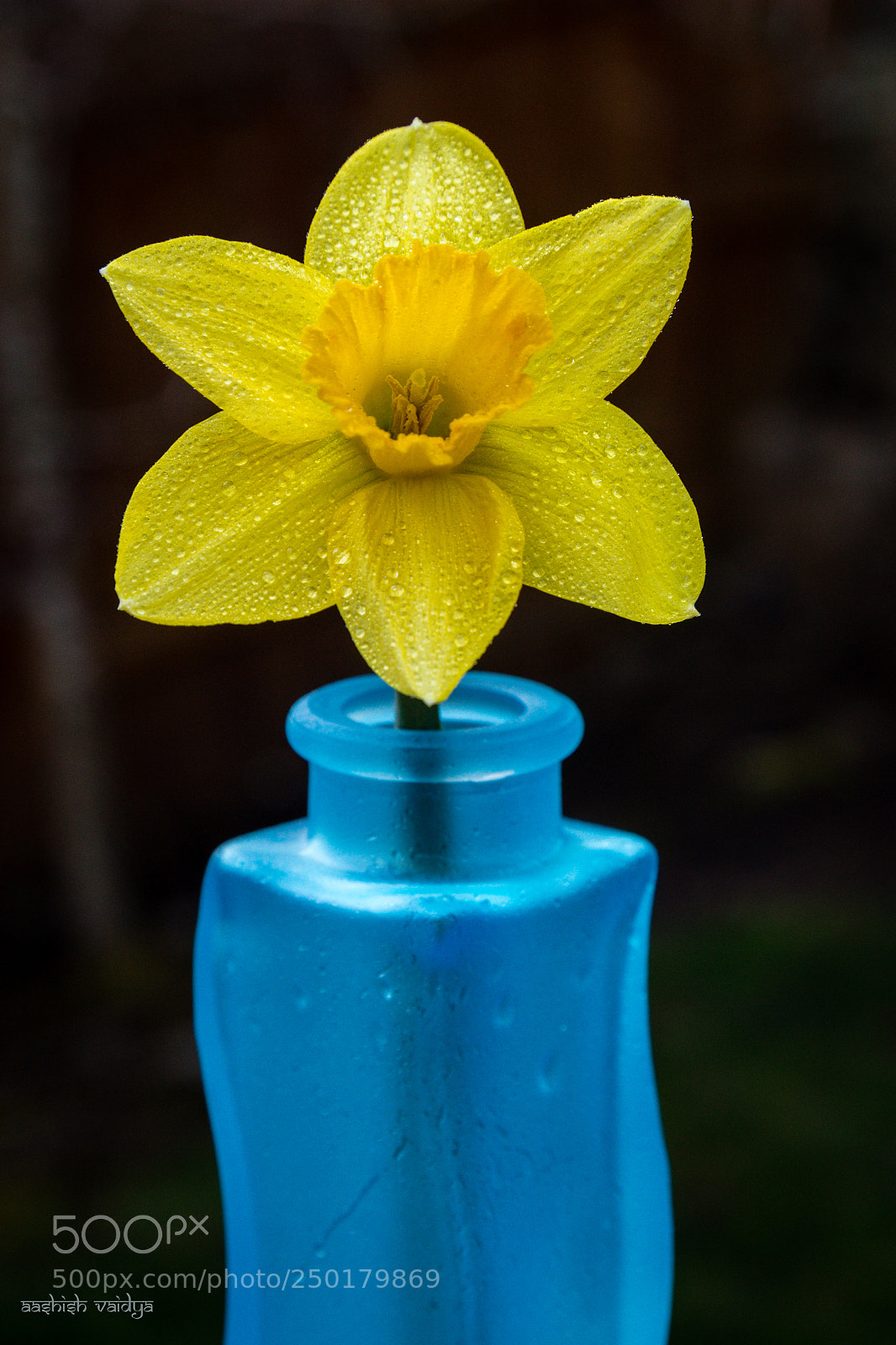 Canon EOS 600D (Rebel EOS T3i / EOS Kiss X5) sample photo. Daffodil photography