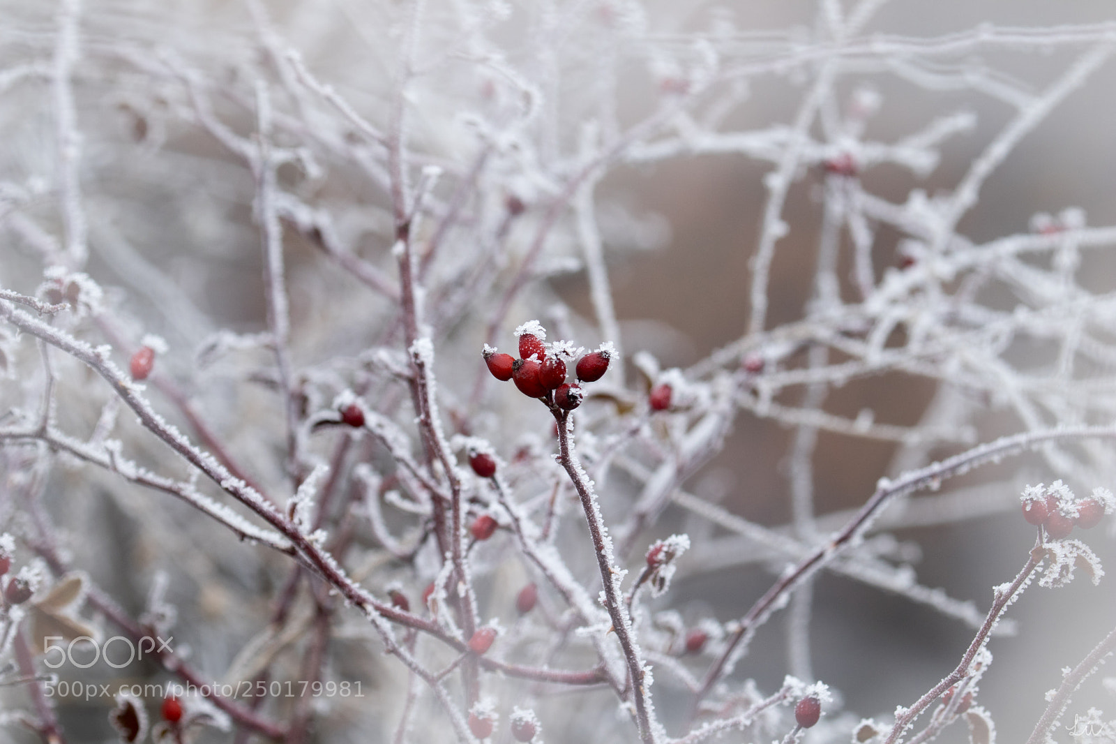 Canon EOS M5 sample photo. Rosa canina photography