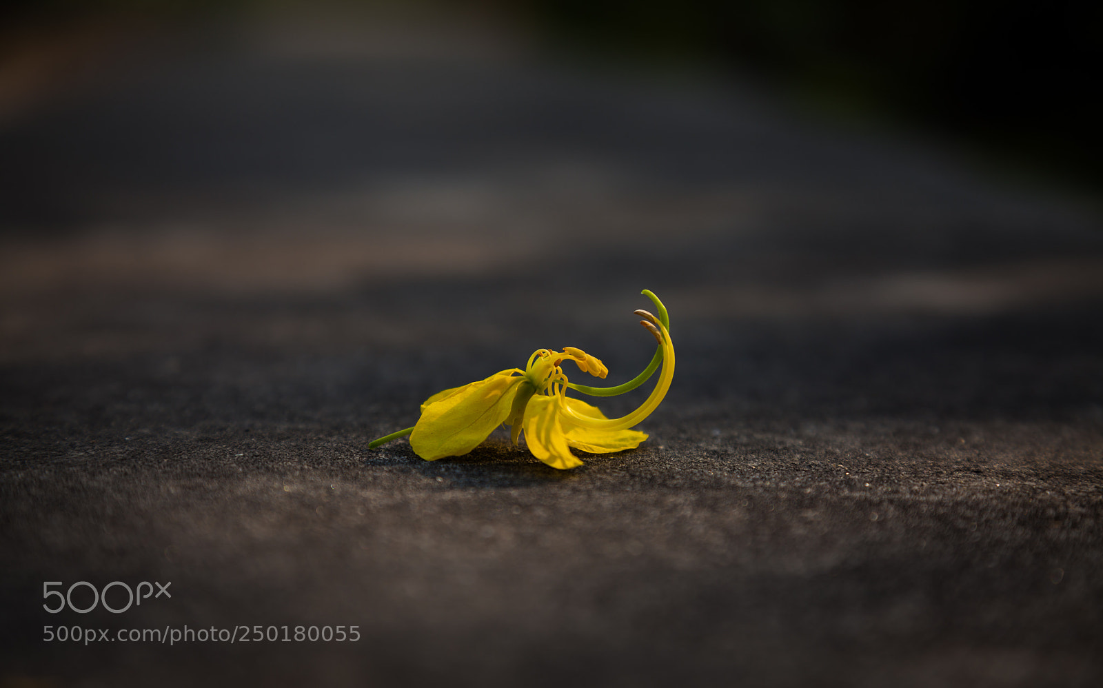 Canon EOS 5D Mark II sample photo. Broken flower photography