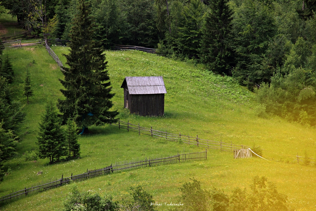 Sigma 18-250mm F3.5-6.3 DC OS HSM sample photo. Spring mood photography