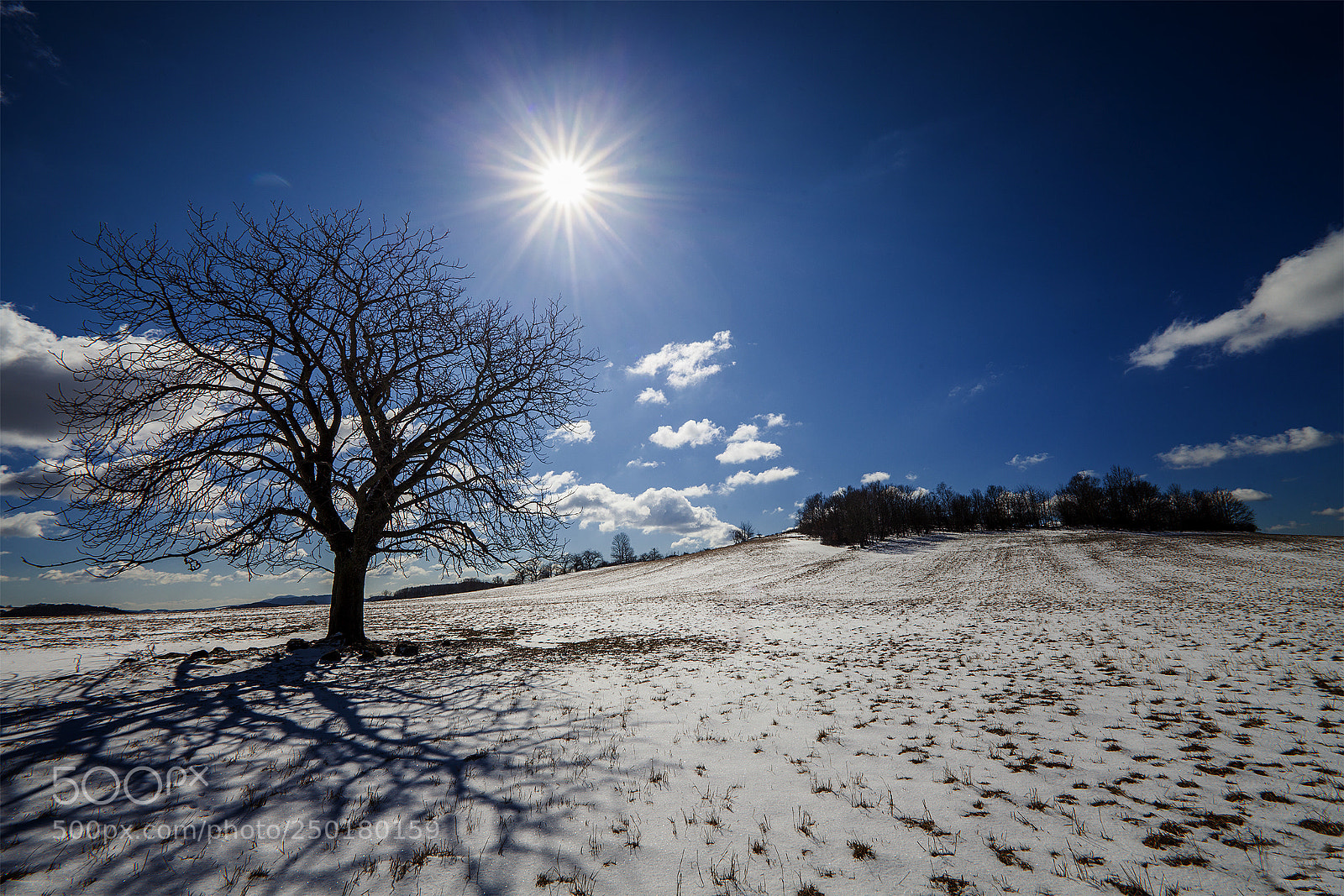 Canon EOS 5D Mark II sample photo. High grove photography
