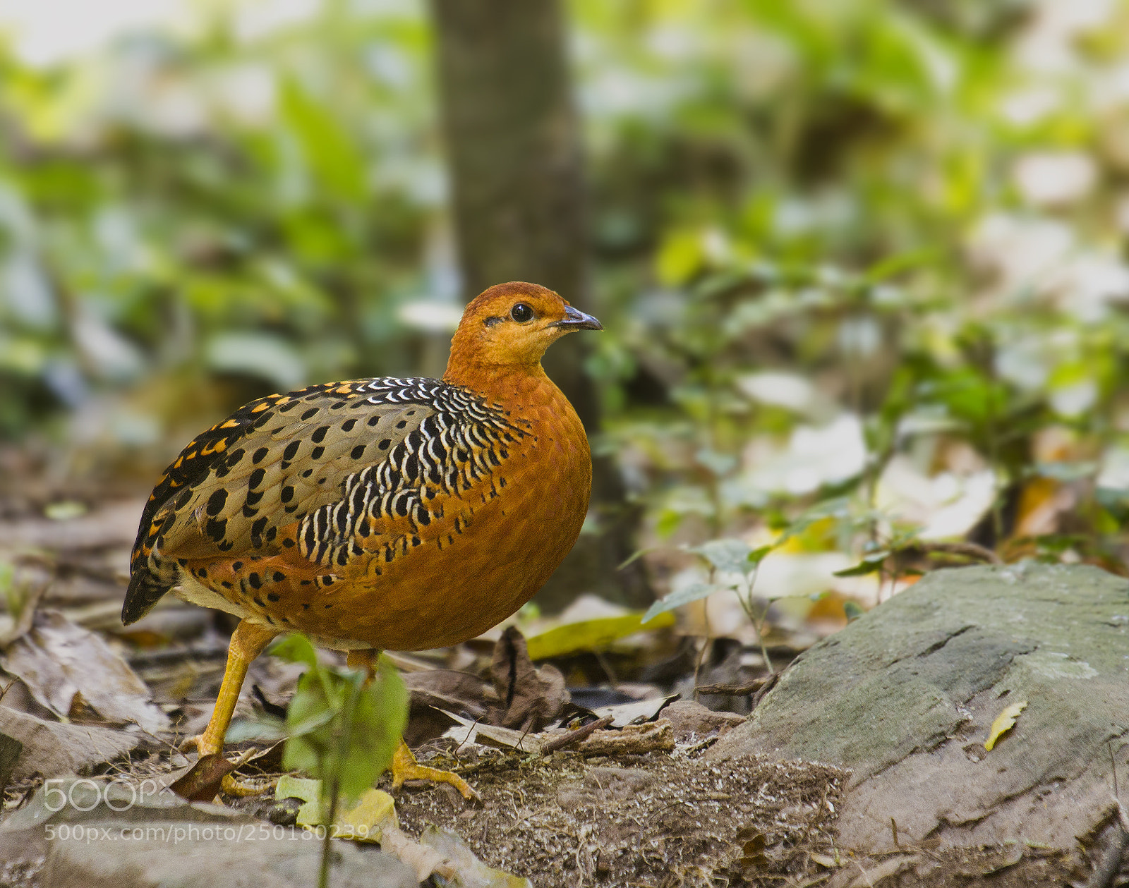 Canon EOS 7D sample photo. The female,ferruginous partridge photography