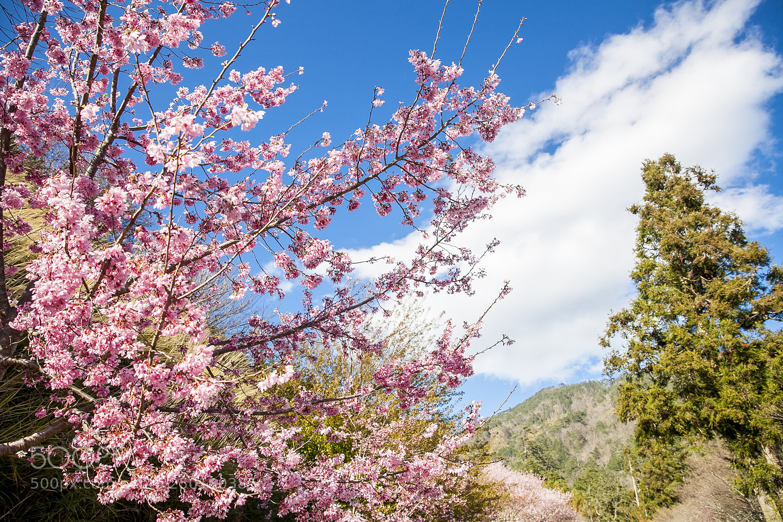 Canon EOS 5D Mark II sample photo. Cherry blossom photography