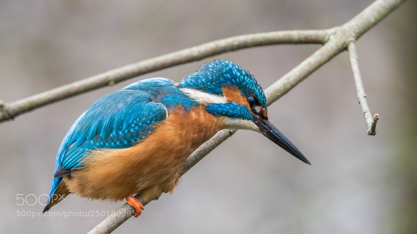 Sony ILCA-77M2 sample photo. Eisvogel streckt sich photography