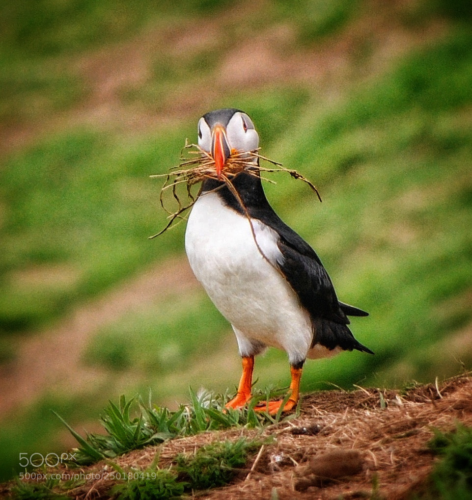 Nikon D3000 sample photo. Puffin on skomer photography