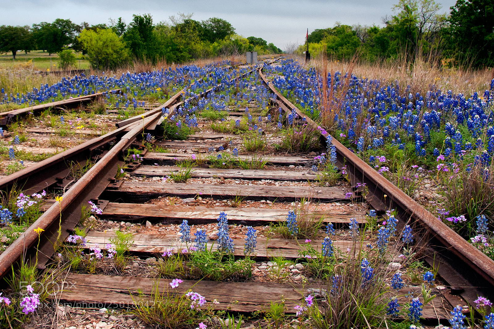 Nikon D300 sample photo. Bluebonnet crossroads photography