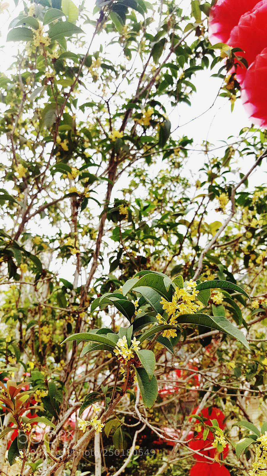 Samsung Galaxy S6 sample photo. Chinese osmanthus. photography