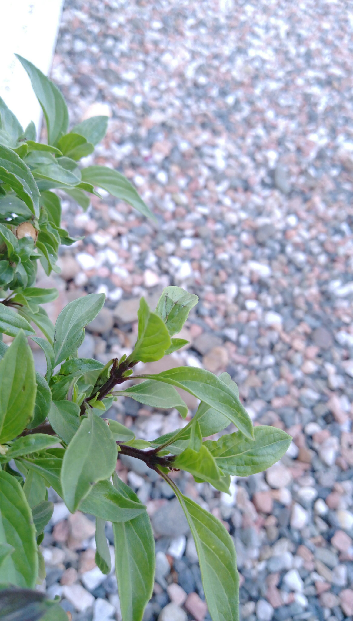 HTC DESIRE 828 DUAL SIM sample photo