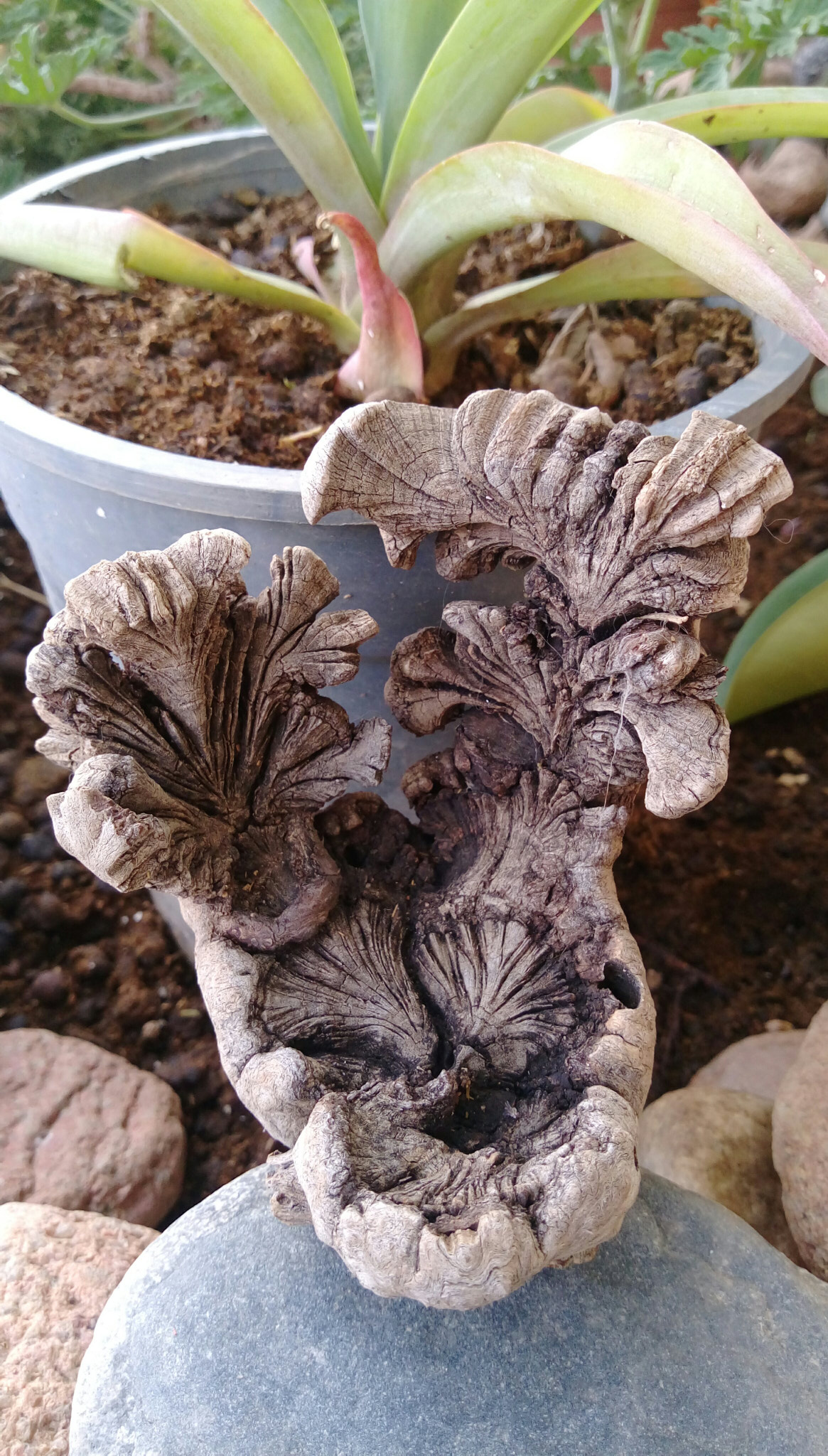 HTC DESIRE 828 DUAL SIM sample photo