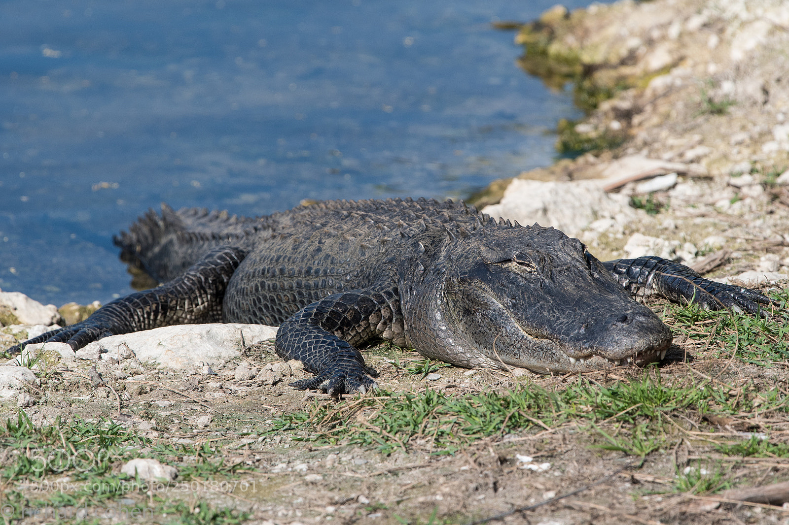 Nikon D500 sample photo. I could eat you.... photography