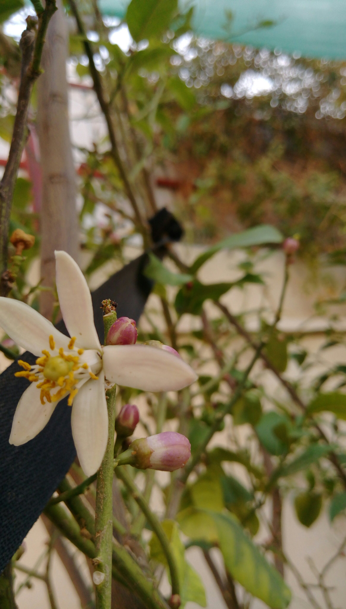 HTC DESIRE 828 DUAL SIM sample photo