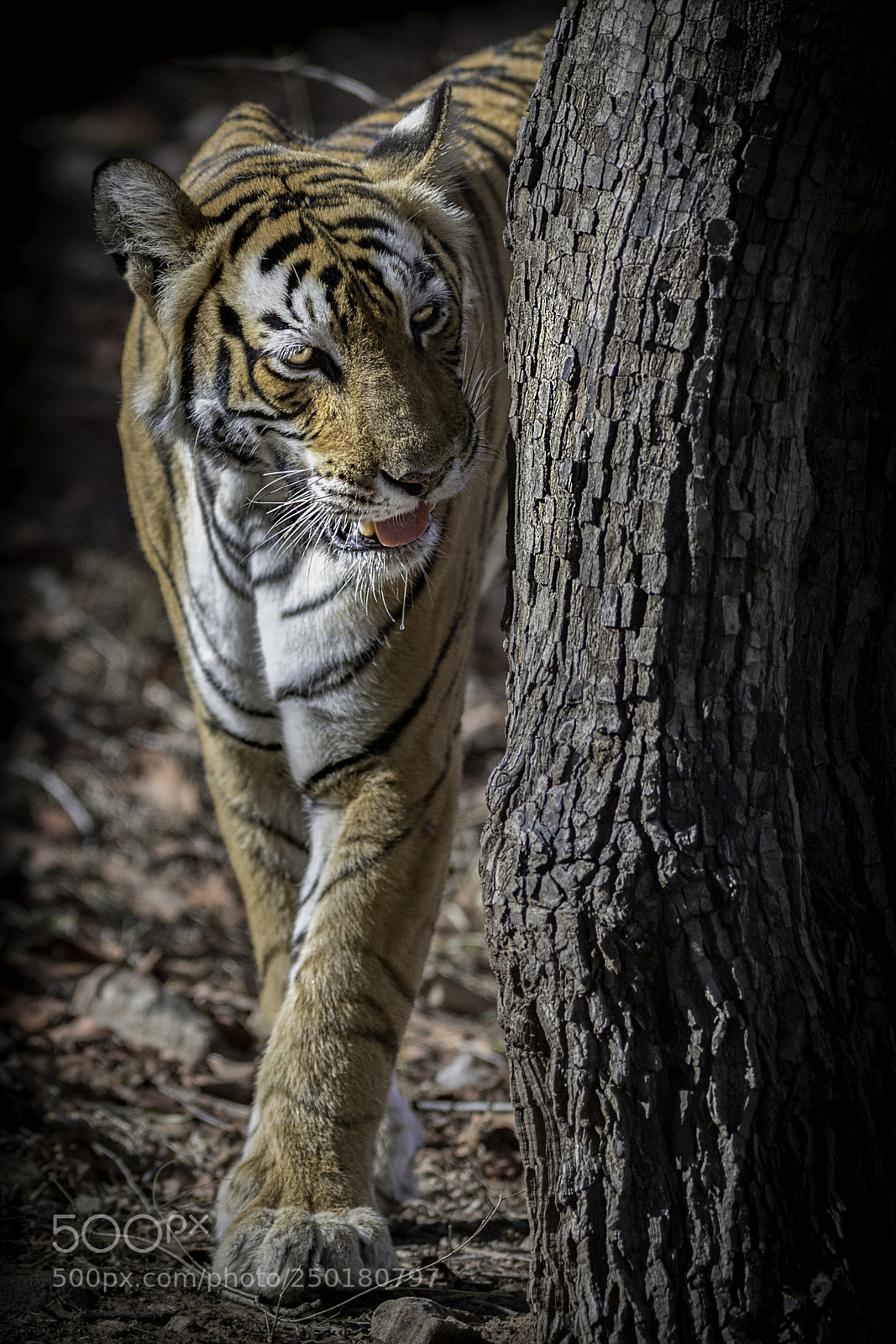 Nikon D5 sample photo. Beauty queen photography