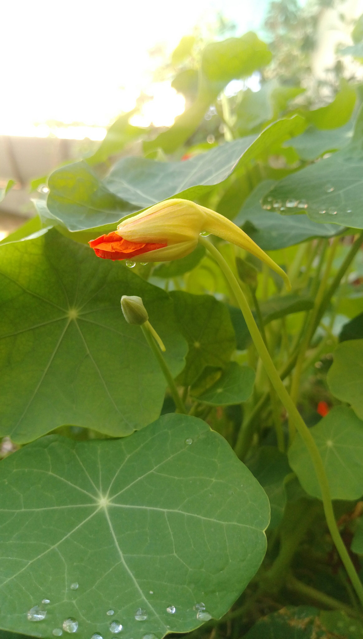 HTC DESIRE 828 DUAL SIM sample photo
