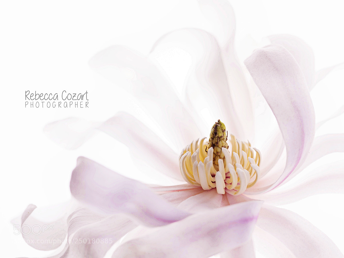 Canon EOS 5D Mark IV sample photo. Ethereal photography