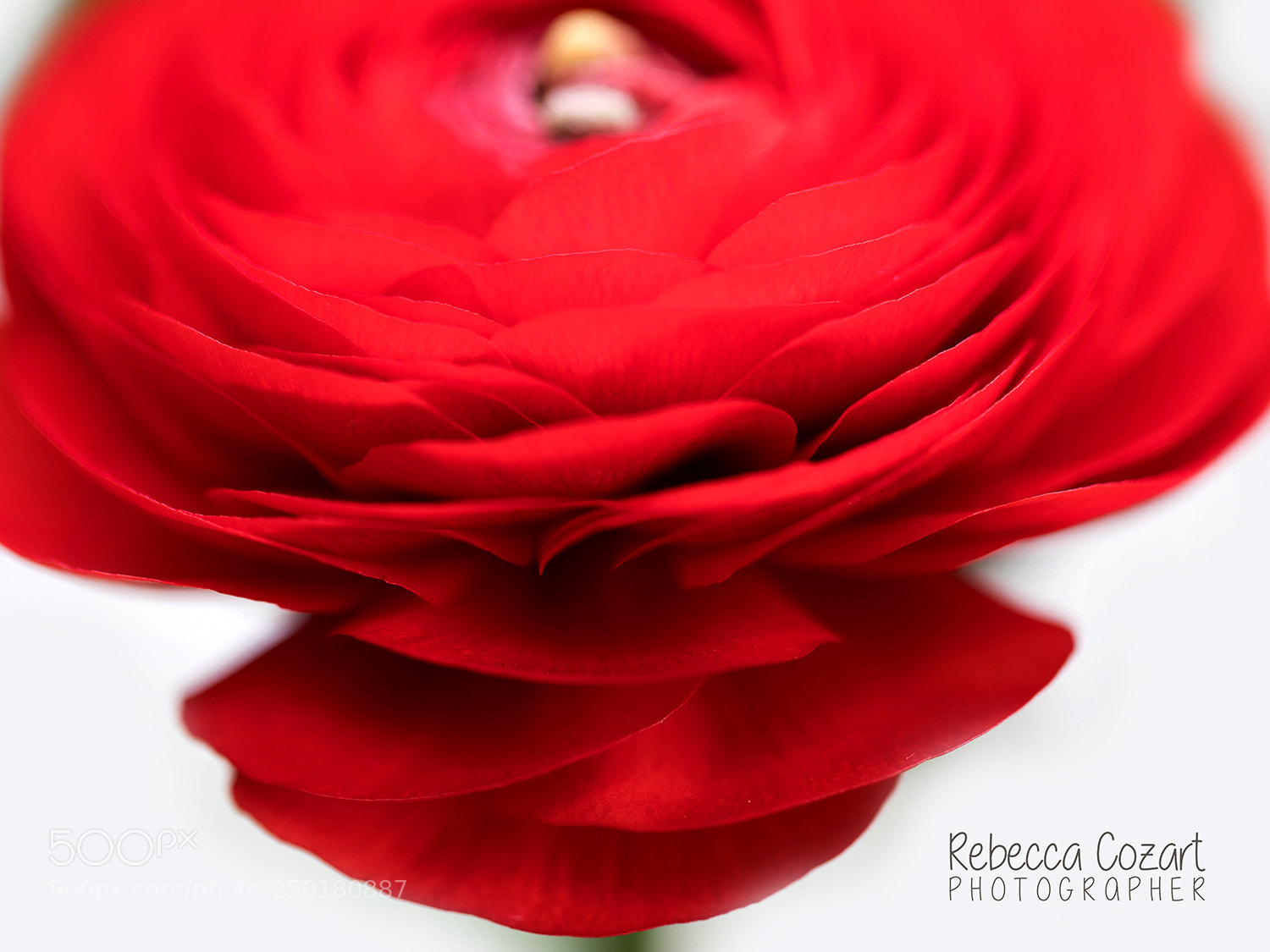 Canon EOS 5D Mark IV sample photo. Red hot photography