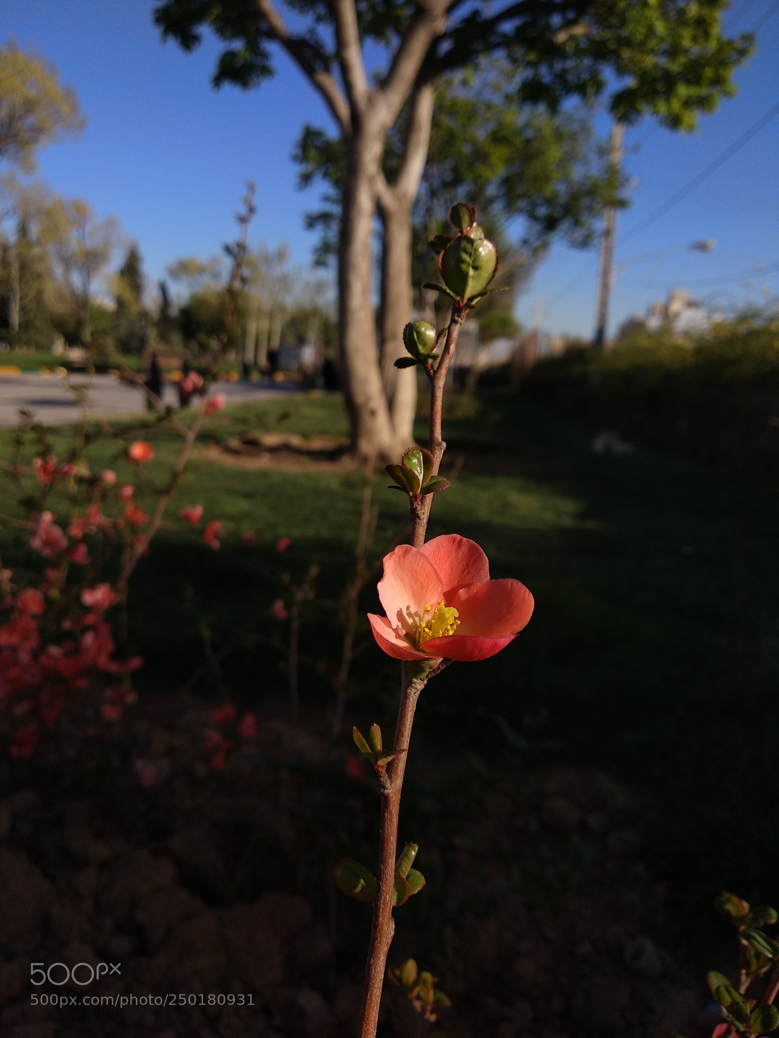Xiaomi Mi A1 sample photo. Shiraz spring photography