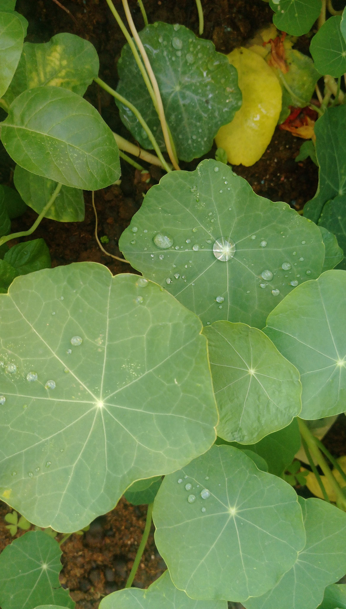 HTC DESIRE 828 DUAL SIM sample photo