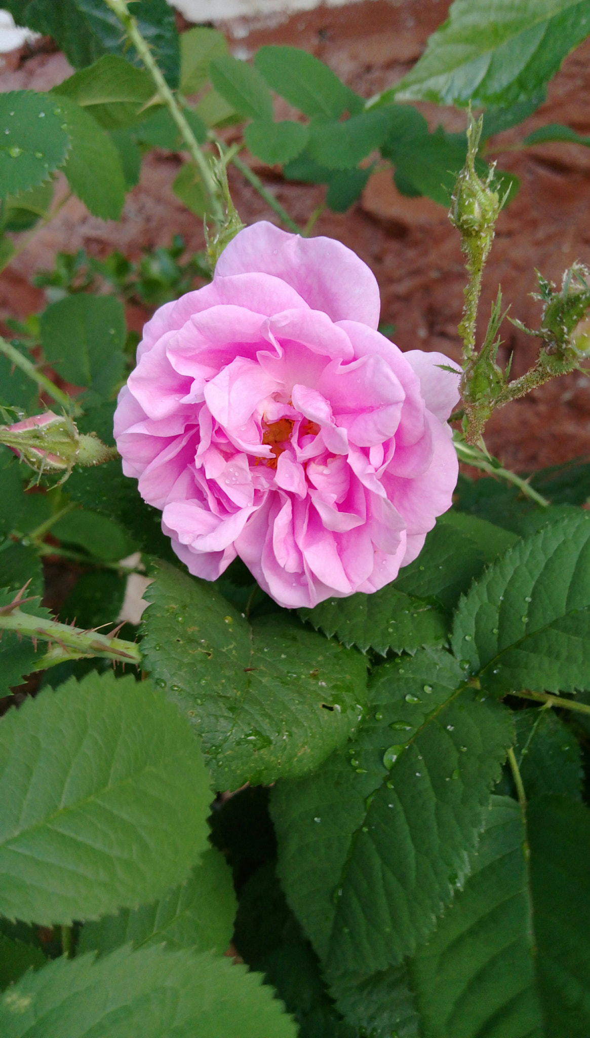 HTC DESIRE 828 DUAL SIM sample photo