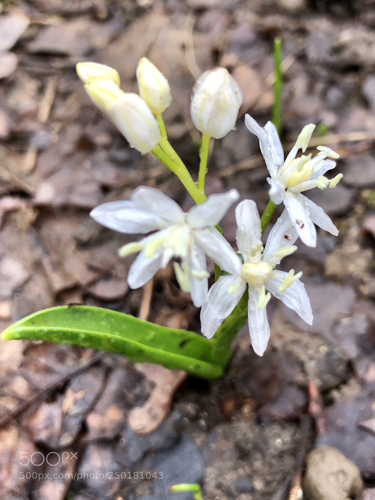 Apple iPhone 8 Plus sample photo. Spring into the wood photography