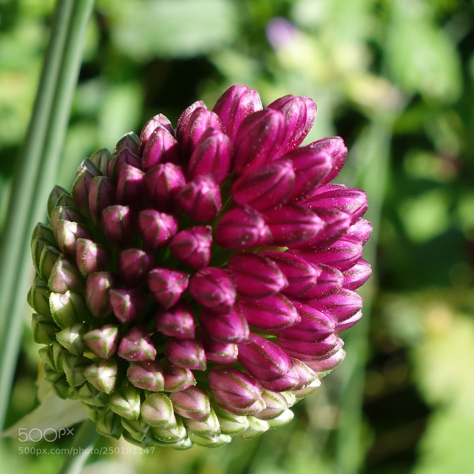 Sony Cyber-shot DSC-RX100 II sample photo. () cvp lot photography