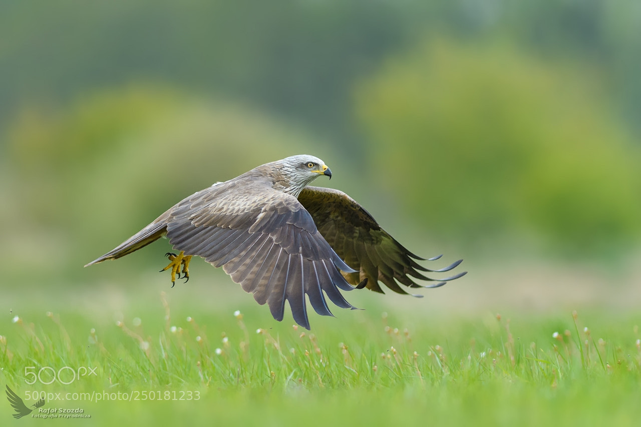 Nikon D500 sample photo. Kania czarna, black kite photography