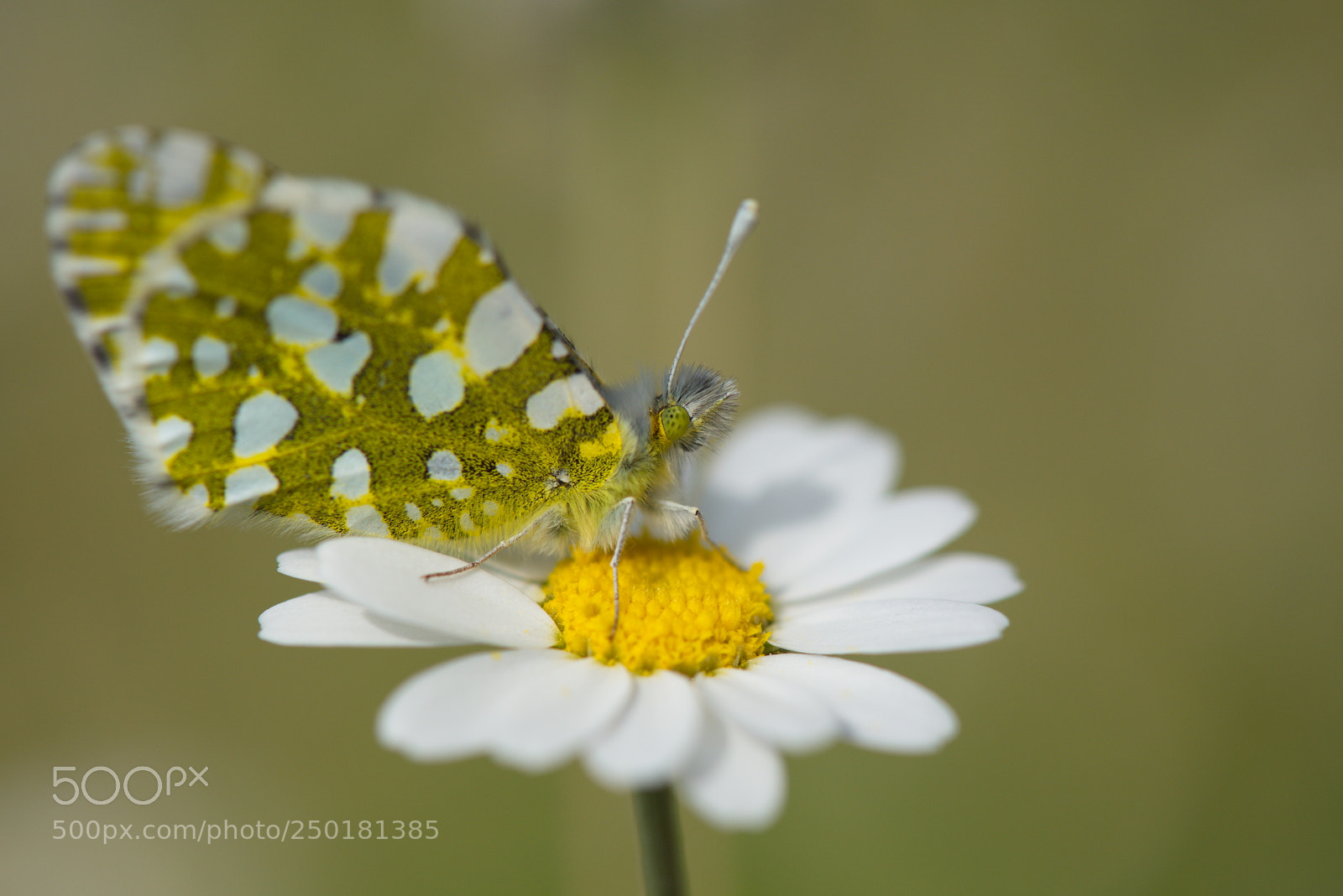 Nikon D810 sample photo. Daisy and butterfly photography