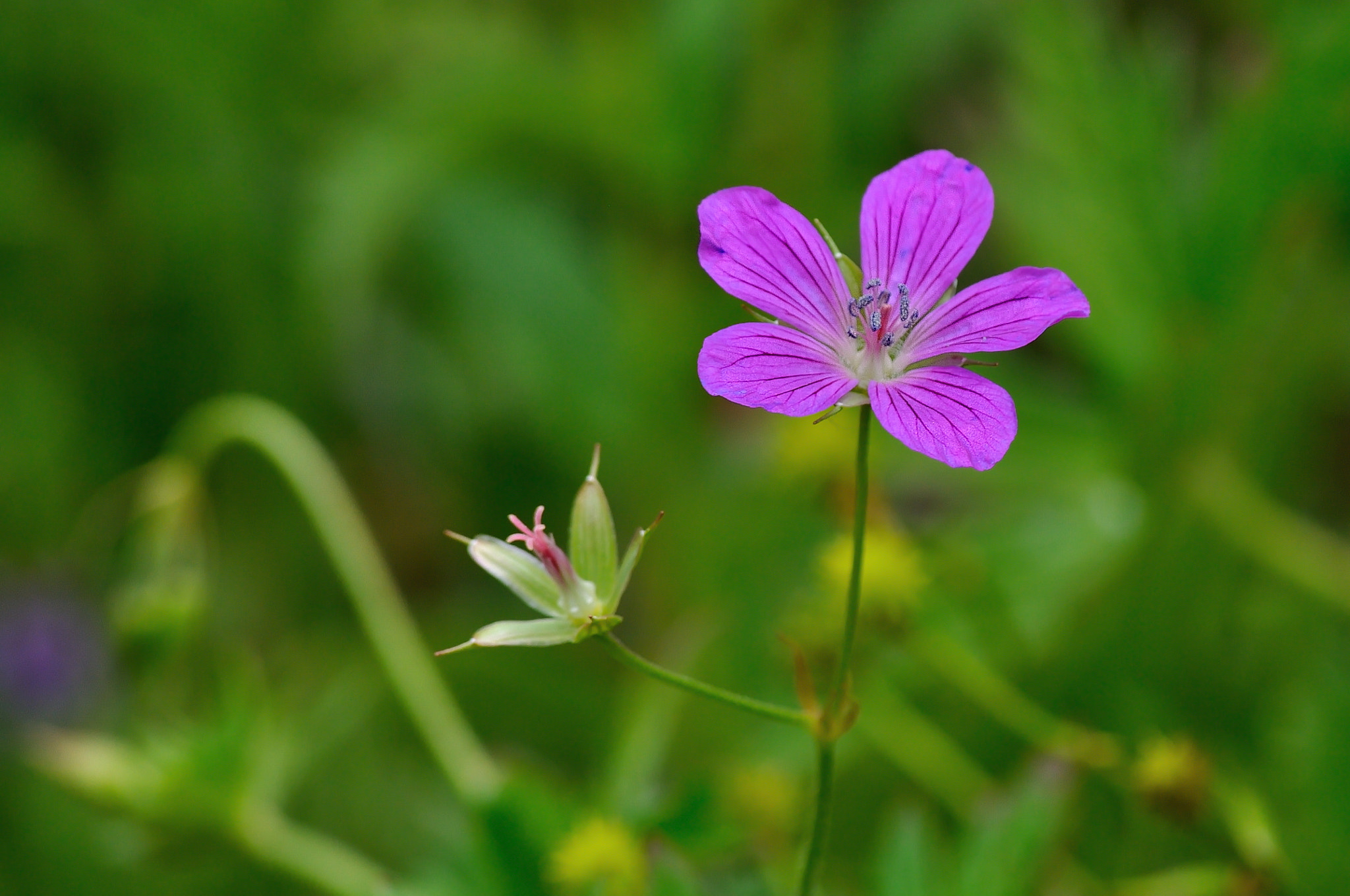 Nikon D5000 sample photo. Spring photography