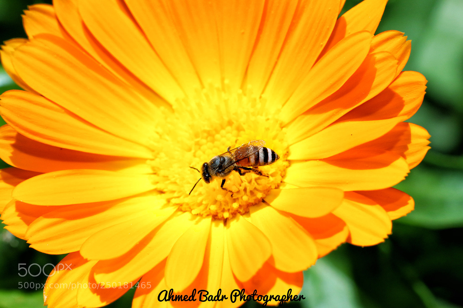Canon EOS 80D sample photo. Bee and sun flowers photography