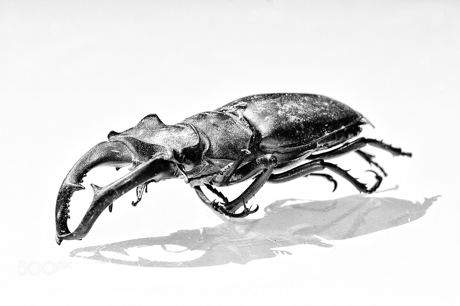 Nikon D7000 sample photo. Lucanus cervus photography