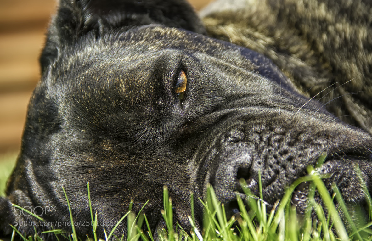 Canon EOS 7D sample photo. Geiss ( cane corso ) photography