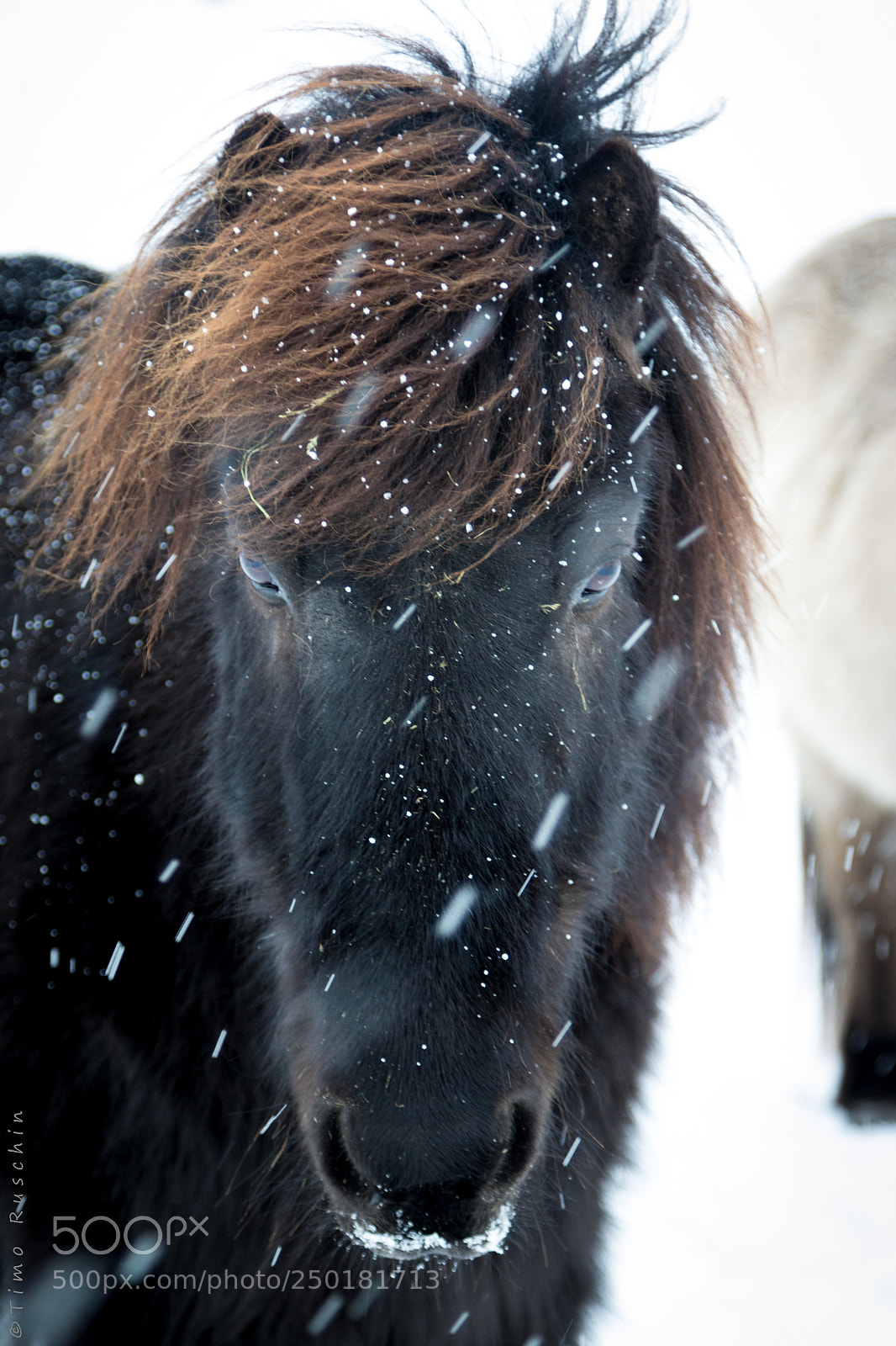 Canon EOS 7D Mark II sample photo. Island - pony photography
