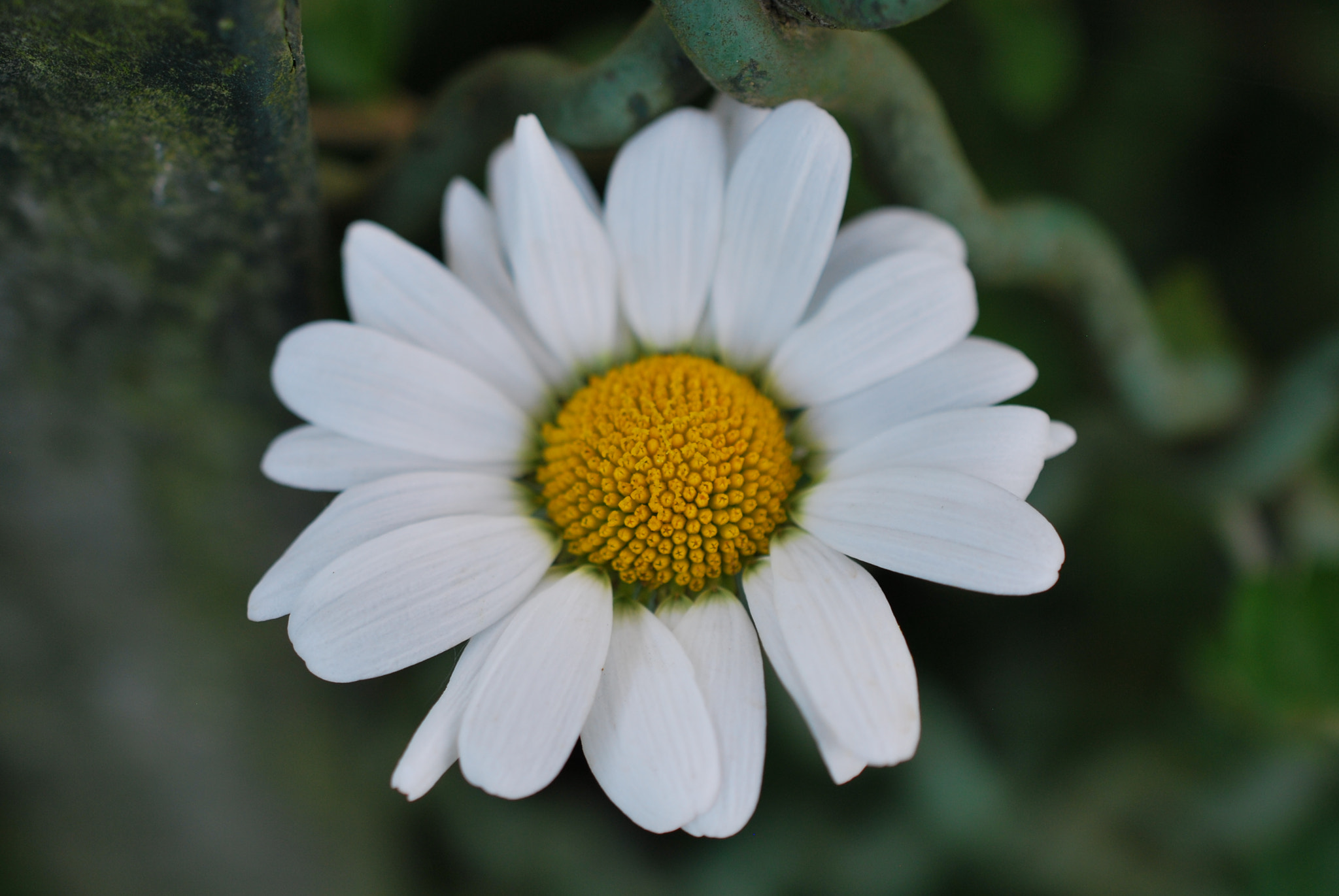 Nikon AF-S DX Micro Nikkor 40mm F2.8 sample photo. Flower photography