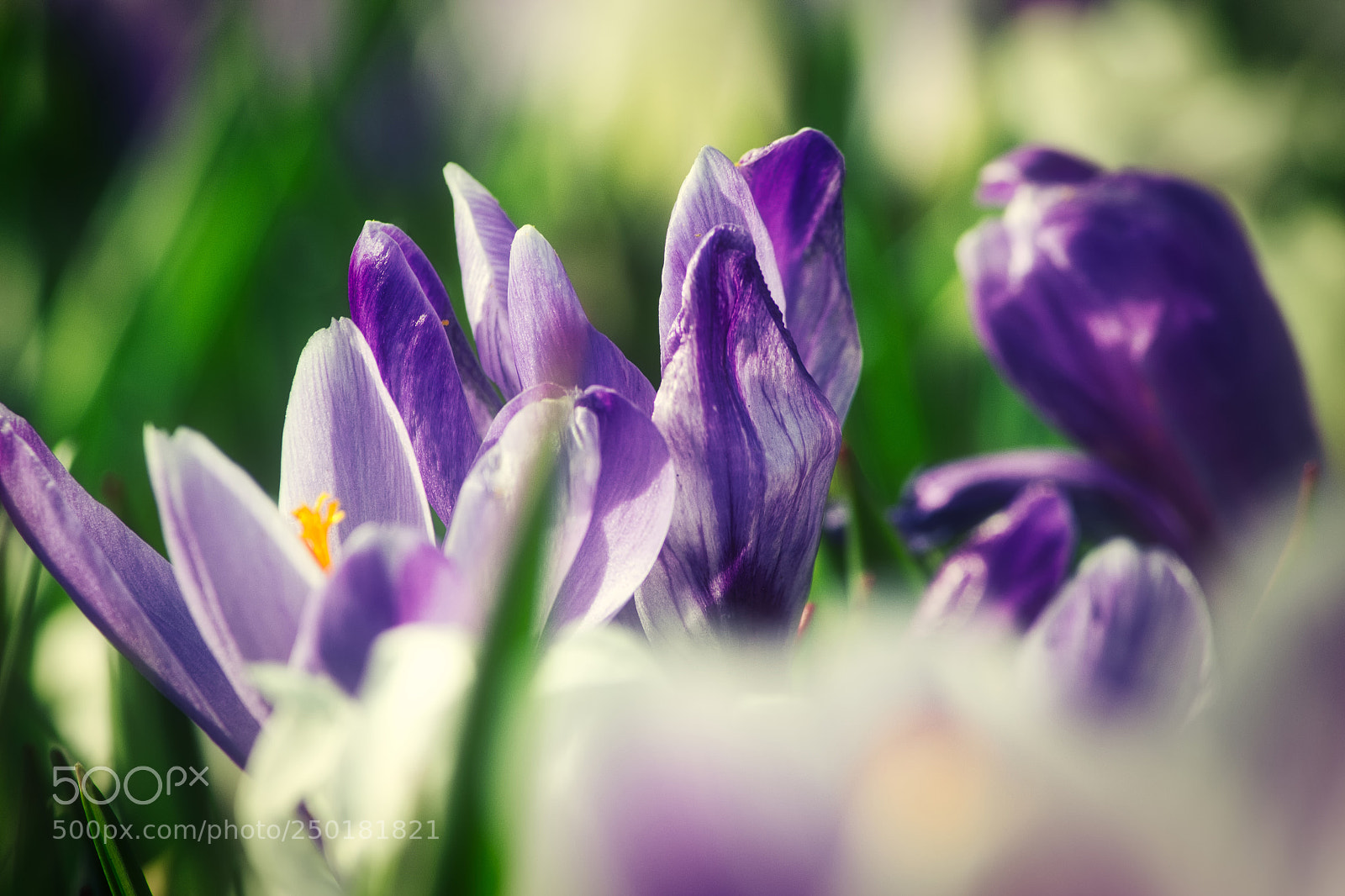 Canon EOS 600D (Rebel EOS T3i / EOS Kiss X5) sample photo. Crocus focus photography