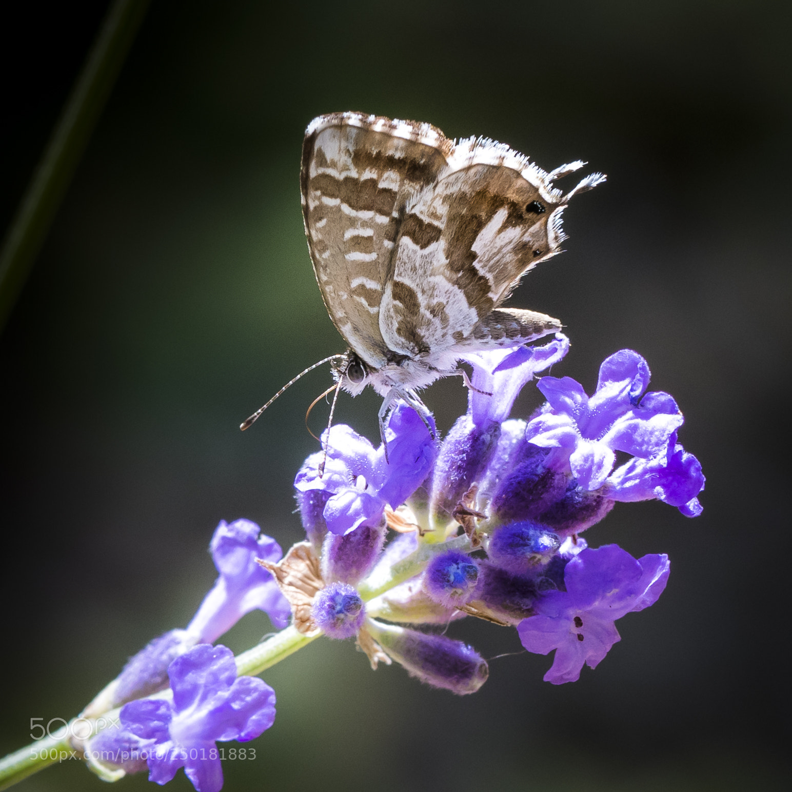 Nikon D500 sample photo. Cacyreus marshalli photography