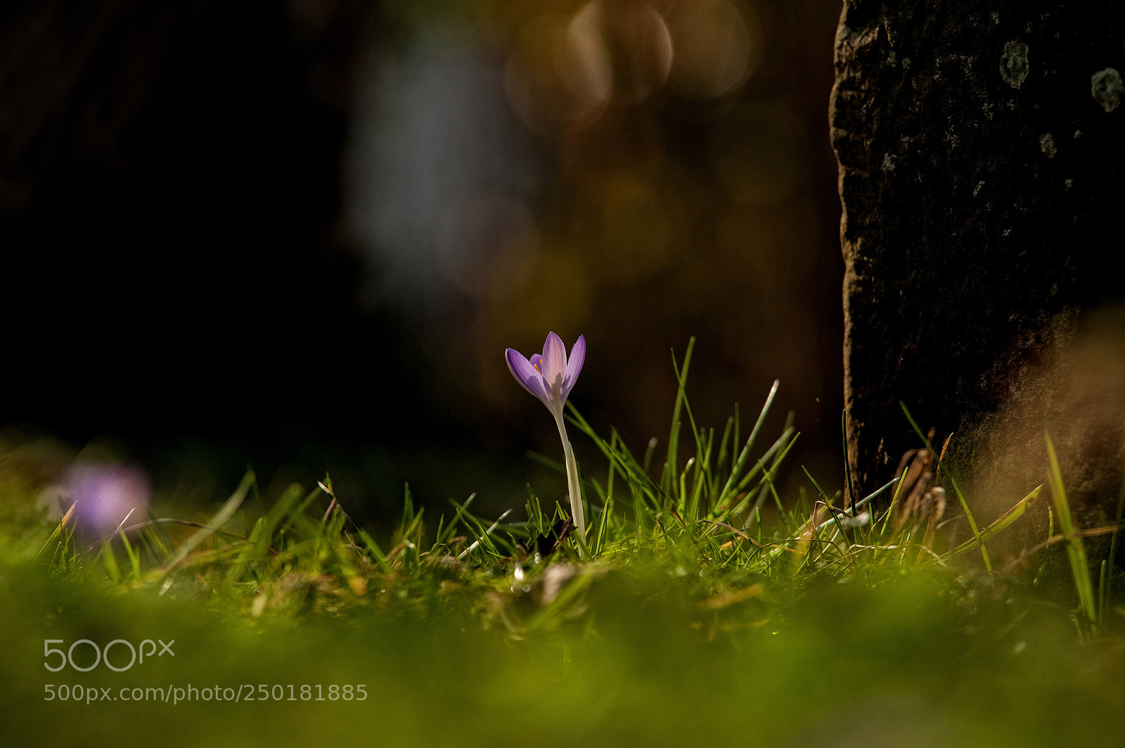 Nikon D700 sample photo. Krokus photography