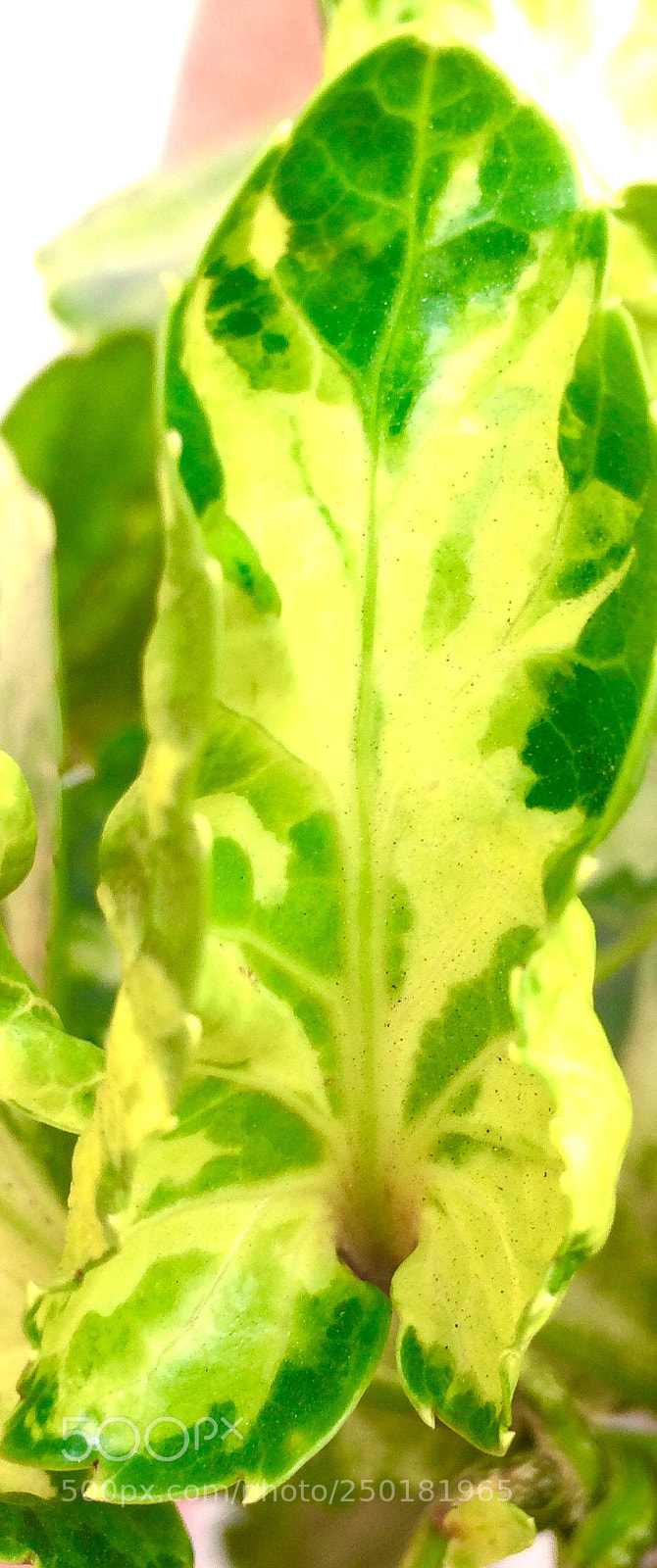Apple iPhone 5s sample photo. Untitled photography