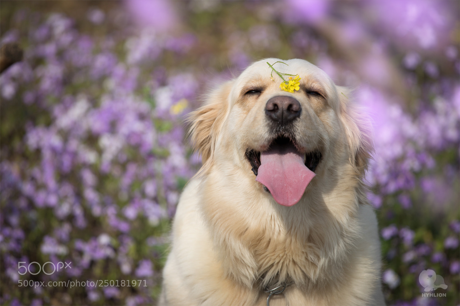 Canon EOS 5D Mark IV sample photo. Niko photography