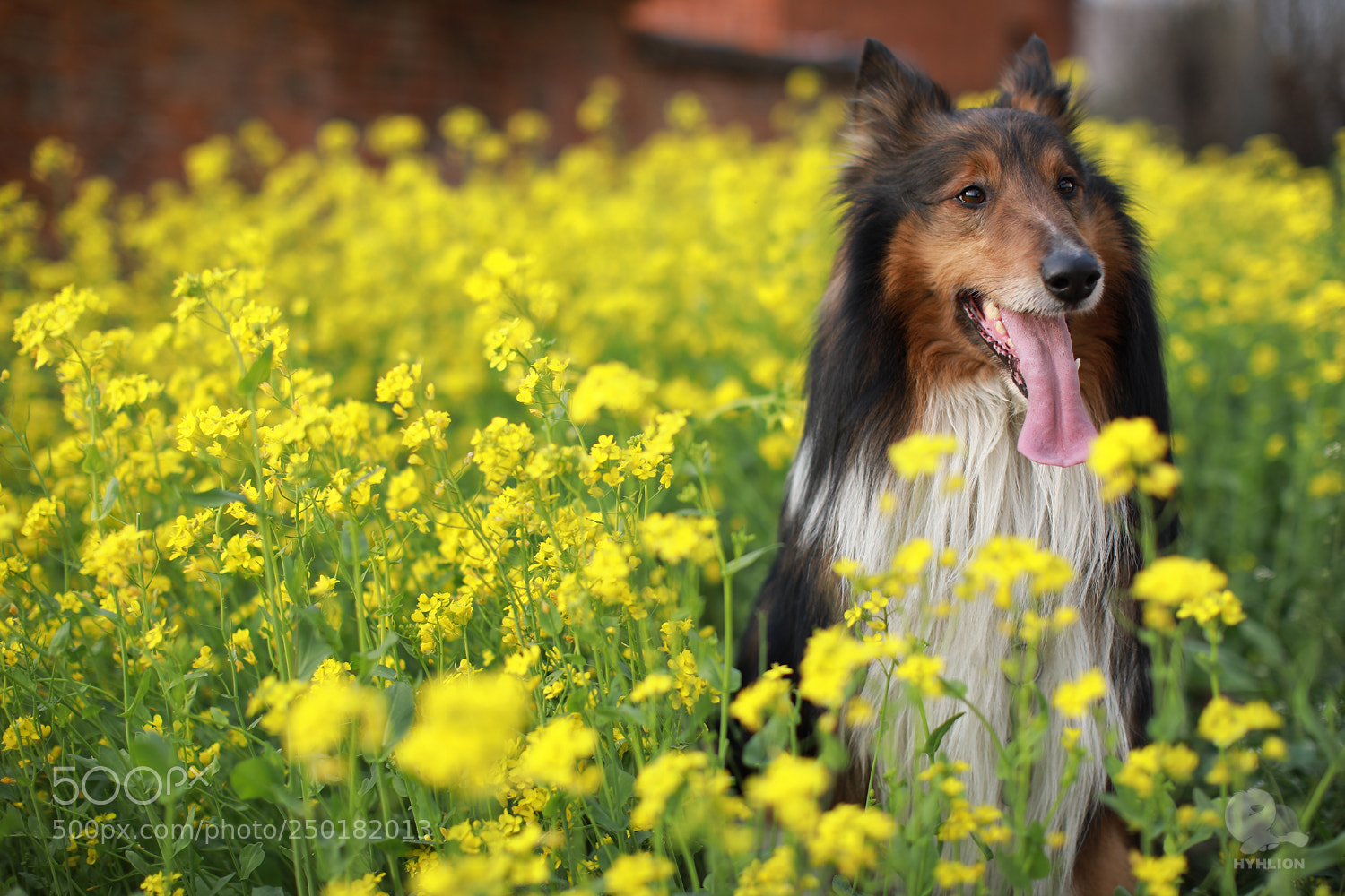 Canon EOS 5D Mark IV sample photo. Xiaohui photography