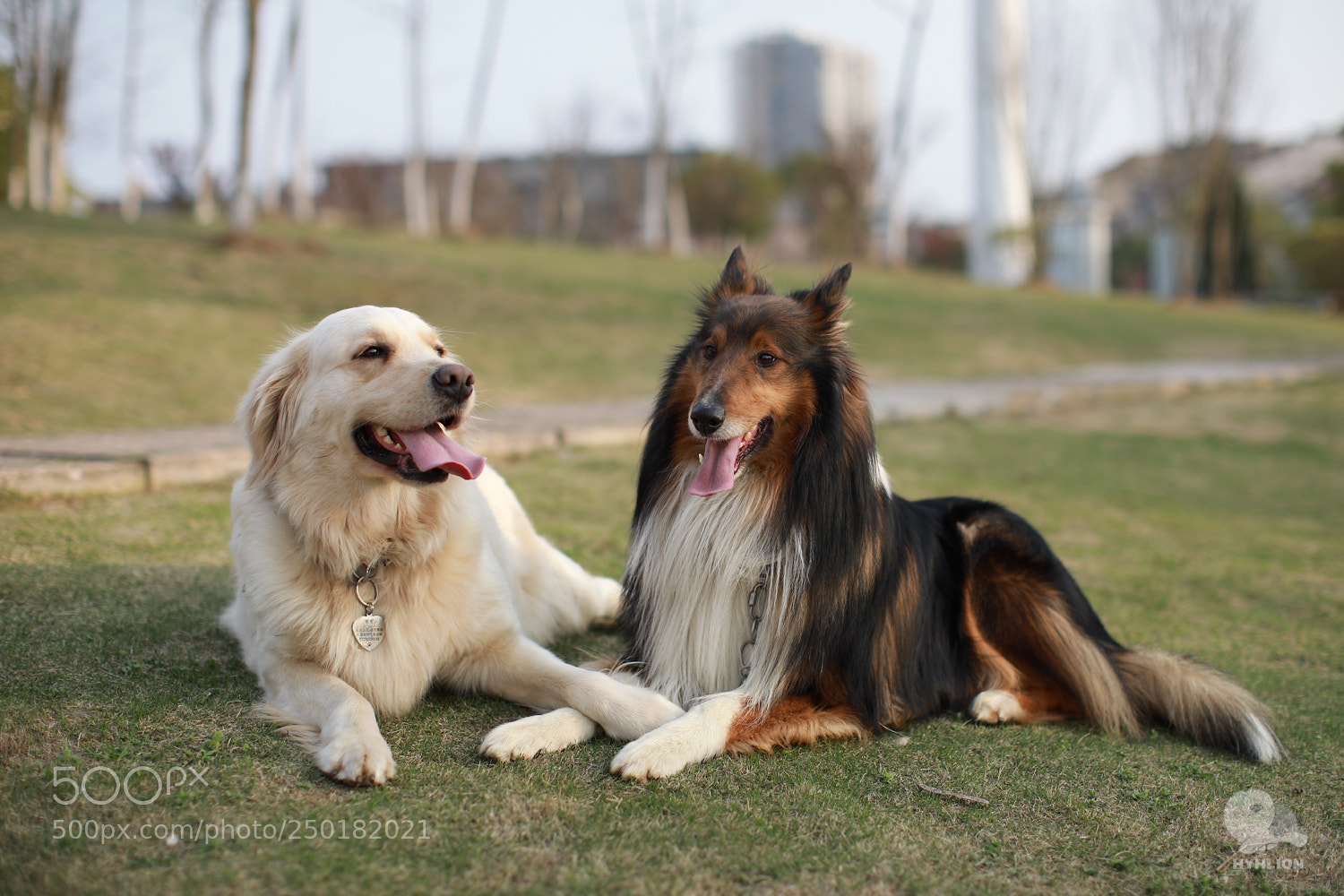 Canon EOS 5D Mark IV sample photo. Niko and xiaohui photography