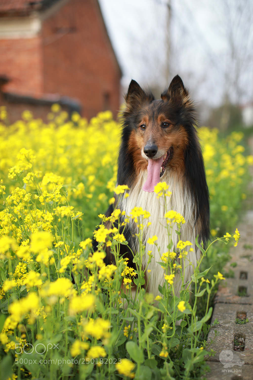 Canon EOS 5D Mark IV sample photo. Xiaohui photography