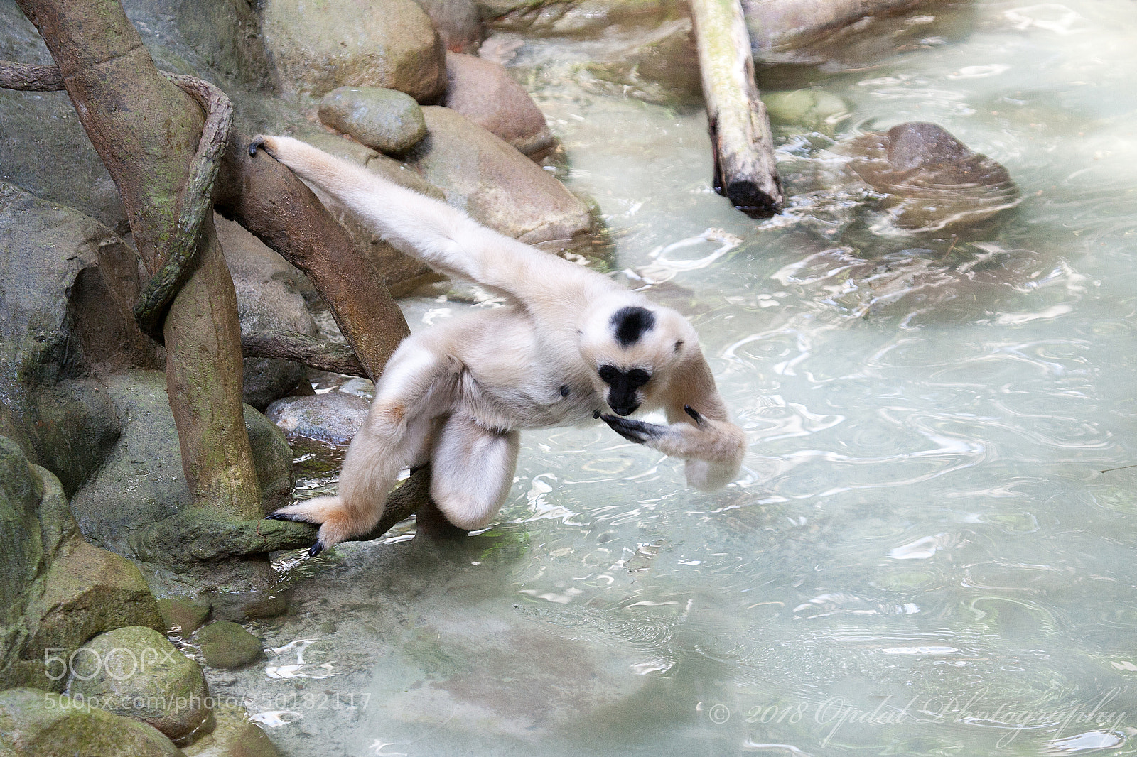 Canon EOS 5D sample photo. Gibbon photography